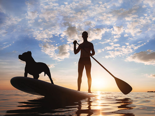 A Guide to Paddle Boarding with Your Dog