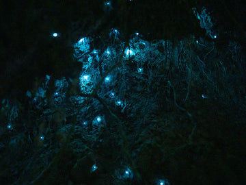 The 5 Best Hidden Paddle Boarding Gems in New Zealand